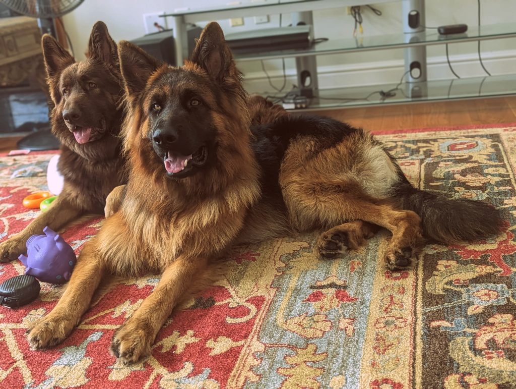 Two german Shepherds sitting next to each other
