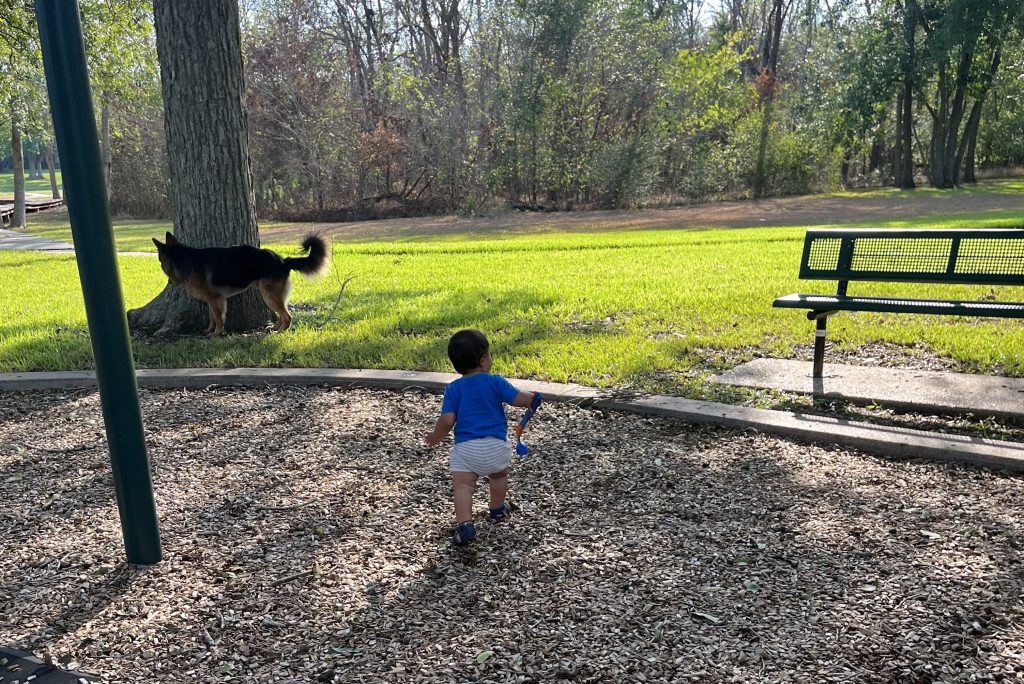 Baby playing at park with German Shepherd dog