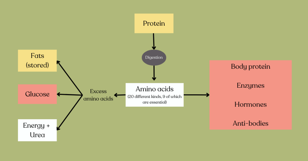 Protein building blocks. Amino acids and how they get metabolized