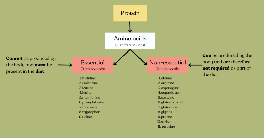 Proteins consist of 20 amino acids. 9 of these amino acids are essential and 11 are non-essential.