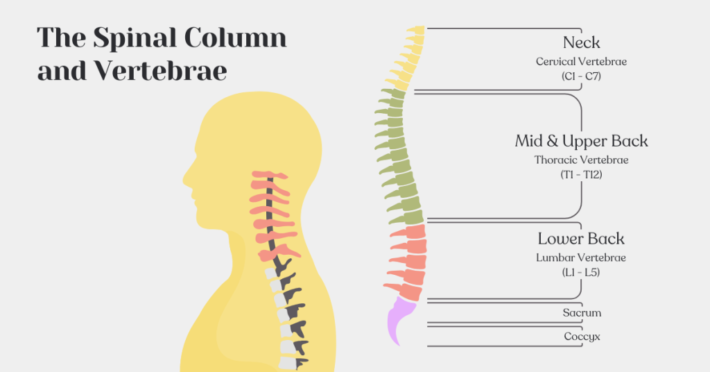 The spinal column and vertebrae - neck, mid & upper back, lower back, sacrum, coccyx