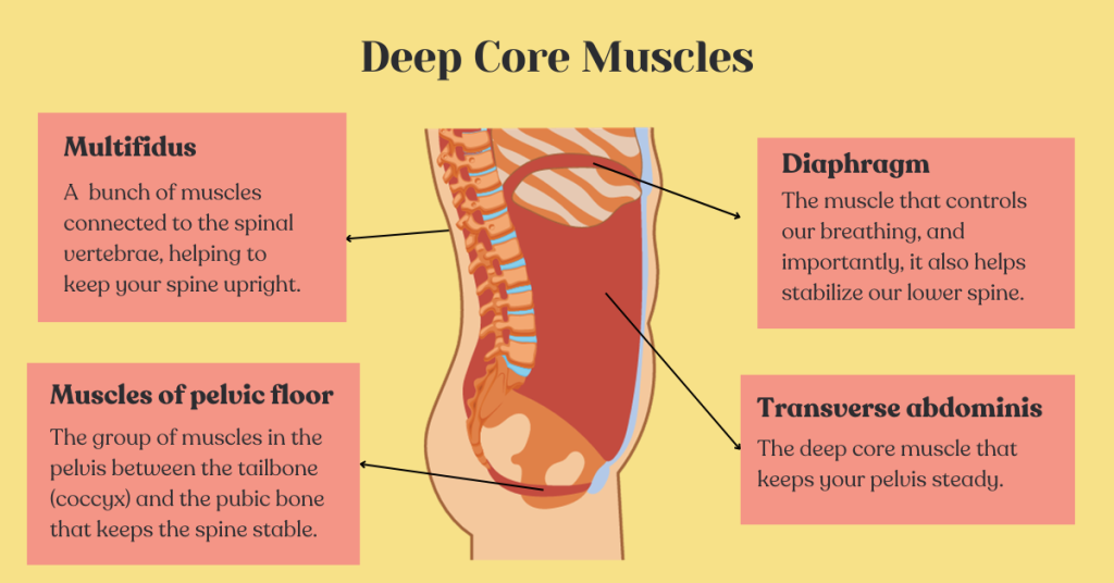 Deep core muscles - Multifidus, Diaphragm, Pelvic floor, Transverse abdominis