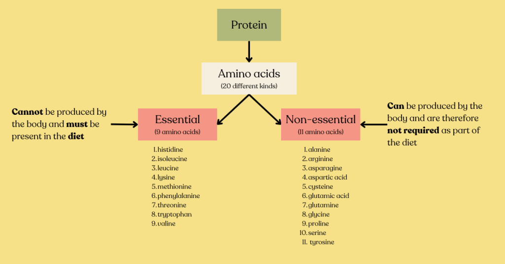 Essential vs. Non-essential amino acids in protein. Paneer is a good source of protein since it contains all 9 essential amino acids.